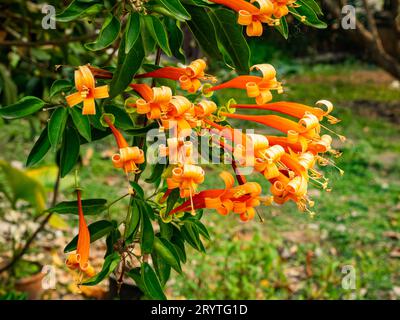 Gruppe von blühenden orangen Trompetenblüten oder Pyrostergia venusta, die in einer Weinrebe hängen. Stockfoto