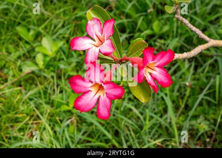 Blick auf drei blühende Wüstenrosen oder Plumeria- oder Adenium obesum-Blüten. Stockfoto