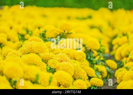 Afrikanische Ringelblume (Senjugiku) Stockfoto