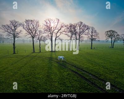 Panoramablick auf weidende Kühe auf einer Wiese mit Gras bedeckt mit Tautropfen und Morgennebel, und im Hintergrund die Sonne Stockfoto