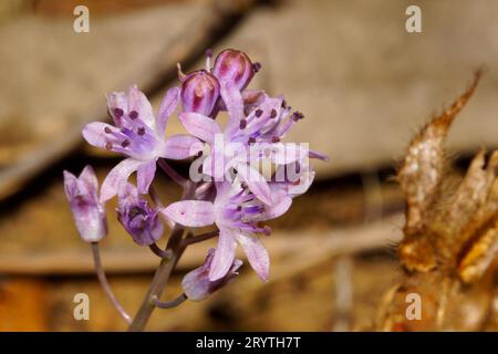 Blüten der Herbstkiefer (Scilla autumnalis oder Prospero autumnale), in natürlichem Lebensraum, Portugal Stockfoto