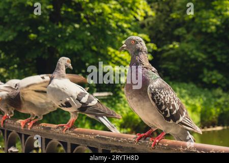 Handfütterung von Tauben, die in der Stadt fliegen. Fütterung von Vogeltauben aus Händen. Sie hält Hafer in ihren offenen Handflächen. Tauben picken von t Stockfoto