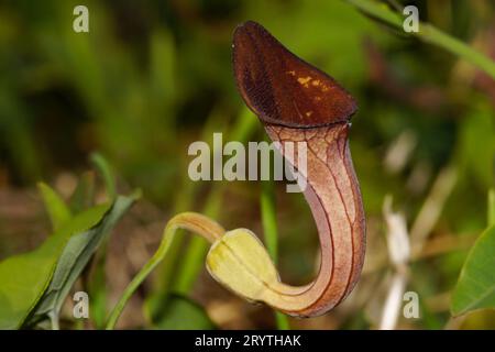 Röhrenförmige Blume der andalusischen Holländer Pipevine (Aristolochia baetica), Monchique, Portugal Stockfoto