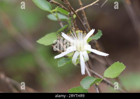 Nahaufnahme einer unberührten weißen Blume, die die komplizierte Schönheit der Natur einfängt. Stockfoto