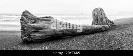 Eine Küstenstrand-Szene mit einem Haufen großer Baumstämme, die im Sand nahe dem Ufer des Ozeans liegen Stockfoto