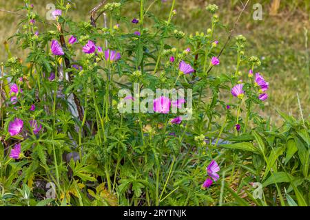 Moschusmalve (Malva Moschata) Stockfoto