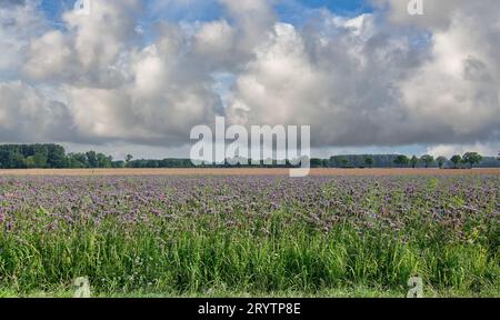Feld mit Skorpionnase (Phacelia tanacetifolia), Rheinland, Deutschland Stockfoto