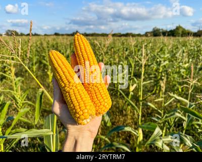 Ein Landarbeiter auf einem sonnenverwöhnten Bauernhof, der in Deutschland frisch gepflückte Maisohren hält Stockfoto