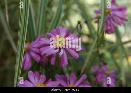 Eine Nahaufnahme von Eriocapitella hupehensis, japanischen Anemonenblüten im Herbstgarten Stockfoto