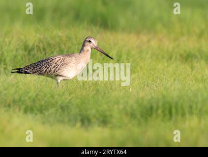 Ein Schwarzschwanzgodwit (Limosa limosa) im Wintergefieder, Cornwall Stockfoto