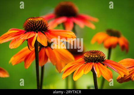 Bunte Echinacea Blumen 6.10.2023 BialystokPolen. Herbstfarben und bunte Echinacea Blumen im Park. Stockfoto