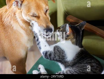 Cat liefert einen bösen linken Haken ins Gesicht des Hundes Stockfoto