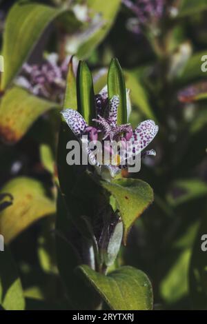 Eine Nahaufnahme von Tricyrtis hirta, der Krötenlilie oder der haarigen Krötenlilie, die mit Wassertropfen bedeckt ist Stockfoto