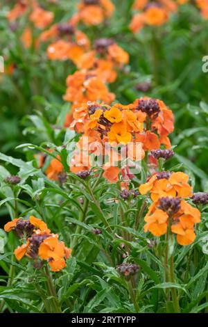 Erysimum Apricot Twist, Wallflower Apricot Twist, Aprikose-Orange Blüten Stockfoto