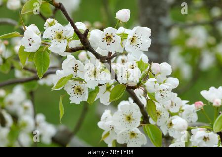 Pyrus communis Jeribasma, Birne Jeribasma, weiße Blüte im Frühjahr Stockfoto