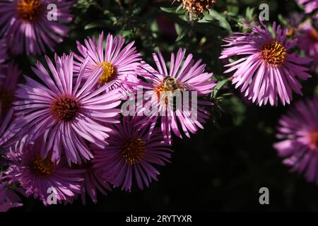 Eine Nahaufnahme einer Biene auf hellrosa Asterblumen im Sommergarten Stockfoto
