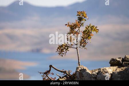 Einsame Pflanze auf einem Felsen hoch auf dem Berg. Horizontales Foto, Natur. Stockfoto