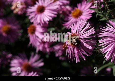 Eine Nahaufnahme einer Biene auf hellrosa Asterblumen im Sommergarten Stockfoto