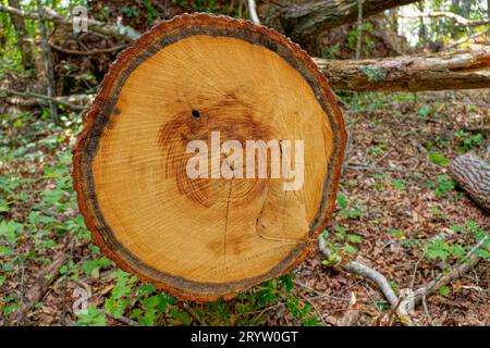 Nahaufnahme eines frisch geschnittenen Baumes im Wald mit Kettensägenspuren und den Schichten von Rindenrinde und -Ringen sowie der Feuchtigkeit noch in der Mitte o Stockfoto