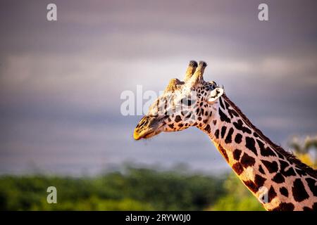 Giraffe auf einer Safari in Kenia fotografiert. VÃ¶Gel sitzt auf dem Tier in der Savanne Afrikas. Stockfoto