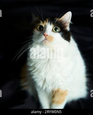 Eine wunderschöne Calico-Katze in einem Lichtstrahl, die neugierig auf die dunkle Oberfläche schaut Stockfoto