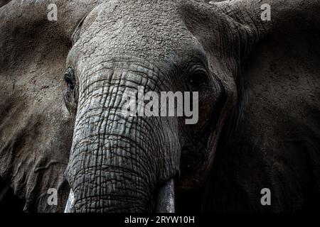 Porträt, Elefanten in Kenia, Afrika. Savannah im Tsavo Nationalpark Stockfoto