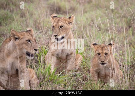 Löwenjungen auf Safari in den Steppen Afrikas Großkatze in der Savanne. Die Tierwelt Kenias. Stockfoto