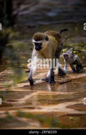 Affen-Bande in Kenia, Afrika. Hotel, eine Safari Lodge. Affen im Regen, Makaken-Affen Stockfoto