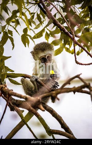 Affe im Baum auf der Suche nach Früchten. Süßes kleines Tier, Affen, Mombasa, Kenia, Afrika Stockfoto