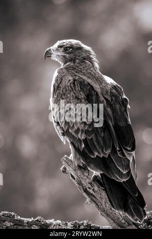 Eine Nahaufnahme eines Tawny Adlers (Aquila rapax), der auf einem Baumzweig thront Stockfoto