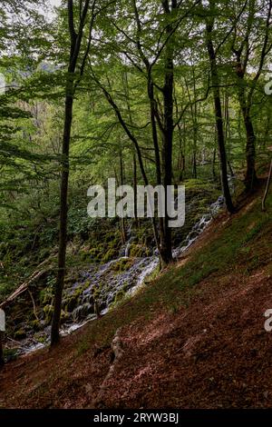 Ein üppiger, grüner Wald, der einen Wasserfall umgibt, der einen felsigen Hang hinunter fällt Stockfoto