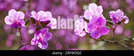 Closeup Aufnahme von Rhododendron Dauricum Blumen Stockfoto