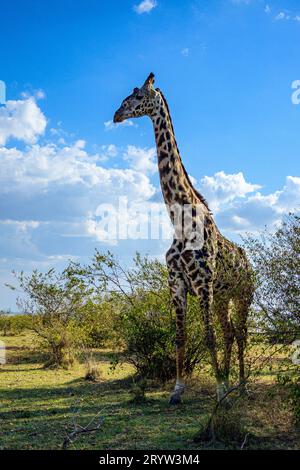 Eine majestätische Maasai Giraffe steht im Maasai Mara National Reserve in Kenia Stockfoto