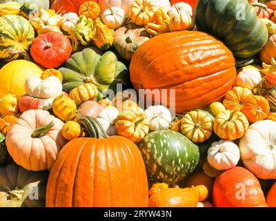 Verschiedene Kürbisse im Display Stockfoto