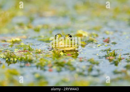 Sumpffrosch (Pelophylax ridibundus) (ehemals Rana ridibunda) im Donaudelta-Komplex von Lagunenwasser zwischen Vegetation gesehen Stockfoto