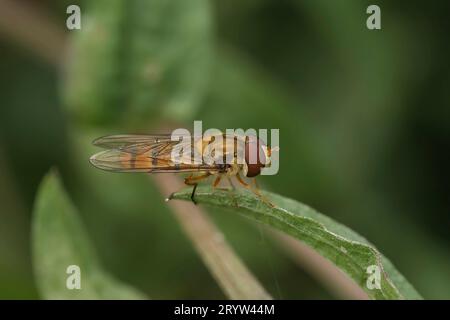 Nahaufnahme auf einer Marmelade-schwebfliege, Episyrphus balteatus, sitzend auf einem hoch sitzenden Grasblatt im Garten Stockfoto