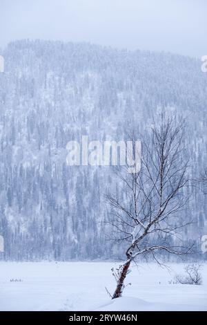 Einsamer Birkenbaum auf dem Schneefeld auf dem Hintergrund des sibirischen Taiga-Waldes unter starkem Schnee im Winter. Stockfoto