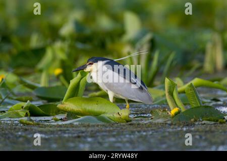 Nachtreiher, auch bekannt als Schwarzkronen-Nachtreiher und Schwarzkappen-Nachtreiher (Nycticorax nycticorax) unter Wasserlilien Stockfoto