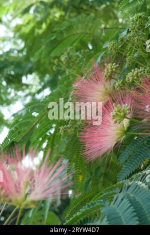 Eine Nahaufnahme der rosa blühenden japanischen Seidenakazie in voller Blüte Stockfoto