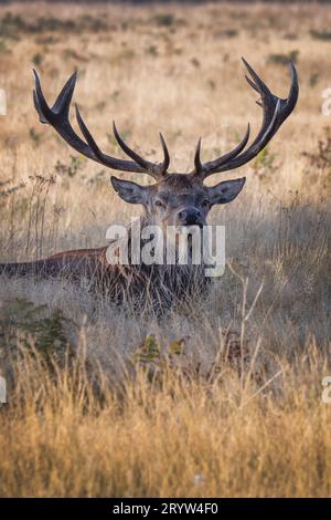 Erwachsenes männliches Hirsch ein mächtiges, beeindruckendes Tier, das im langen Gras liegt Stockfoto