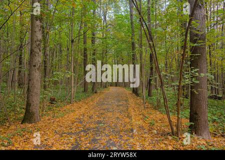 Straße im Wald, bedeckt mit gefallenen Blättern Stockfoto