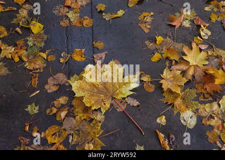 Gefallene Ahornblätter bedecken die Straße in der Herbstsaison Stockfoto