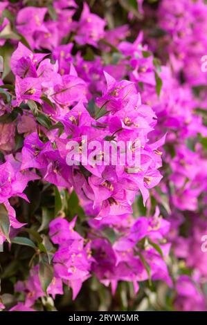 Italien, Ligurien, Hedge of Bouganville Stockfoto