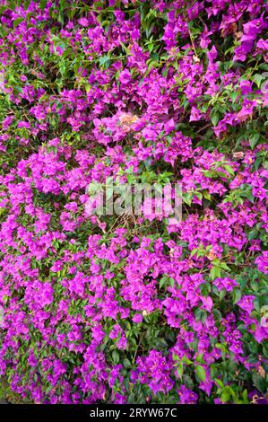 Italien, Ligurien, Hedge of Bouganville Stockfoto