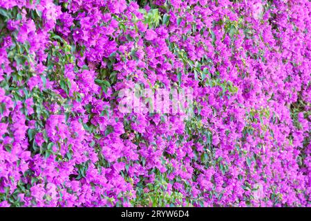 Italien, Ligurien, Hedge of Bouganville Stockfoto