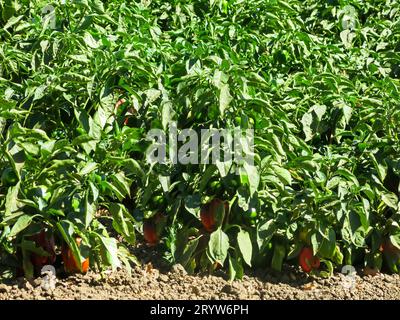 Bell Peppers wächst im Feld Stockfoto