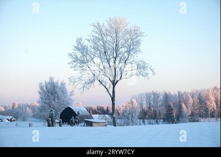 Eine winterliche Szene mit einer Pferdekutsche, die auf einem schneebedeckten Feld steht, umgeben von Bäumen und Büschen Stockfoto