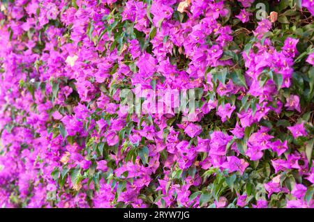 Italien, Ligurien, Hedge of Bouganville Stockfoto