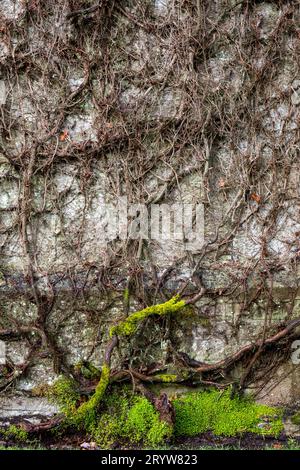 Gebäudewand mit Pflanzenwurzeln und grünem Moos bedeckt Stockfoto