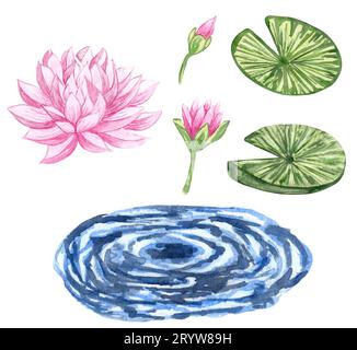 Wasserlilie Set mit Aquarell. Illustration mit rosa Lilien. Handgezeichnete Seeblüten. Stockfoto